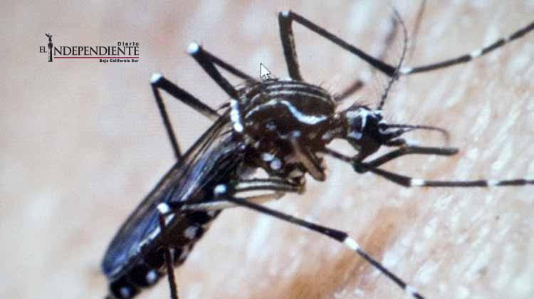 El nivel de alerta por el virus del ZIKA es extremadamente alto advierte la OMS