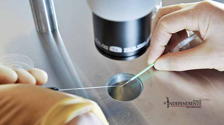 Autoriza Reino Unido la modificación genética de embriones humanos