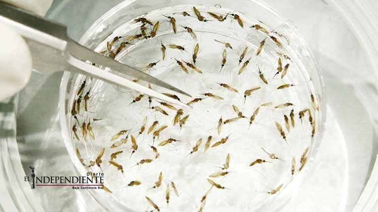 Secretaría de Salud confirma 21 casos de zika en México