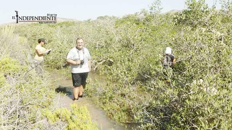 El estudio de manglares, una línea de investigación de suma importancia para la UABCS