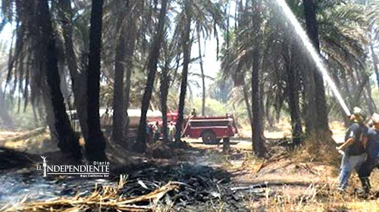 No se espera una temporada de incendios muy intensa: Bomberos