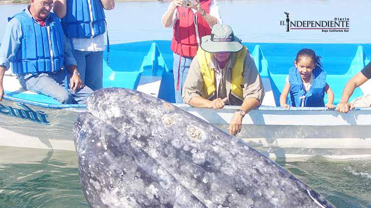 Vigila PROFEPA no se acosen a ballenas en avistamiento