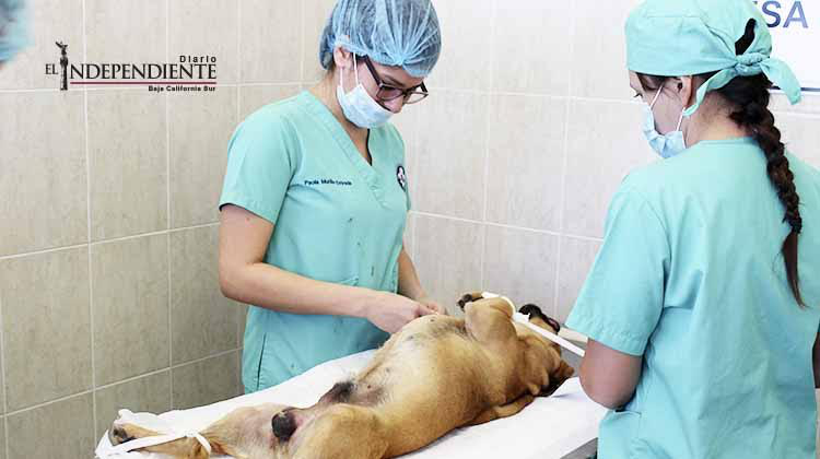 La UABCS efectúa  jornadas de esterilización de mascotas