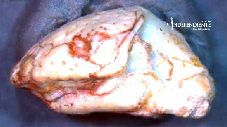 Descubren nueva especie extinta de lagartija en Texas