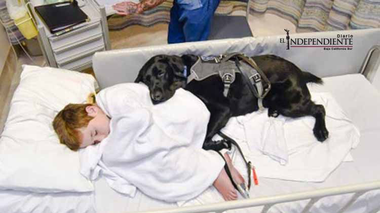 Mahe: el perro amigo, guía y 'guardaespaldas' de un niño con autismo