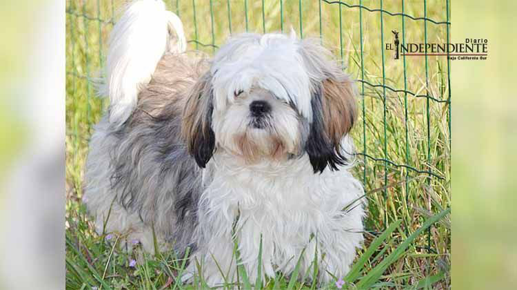 Dan cuatro años de cárcel a mujer que arrojó un perro al tránsito en EU