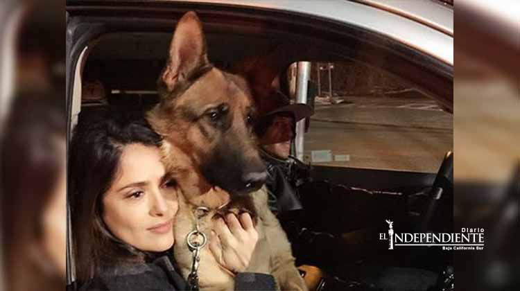 Vecino desconocía que disparó al perro de Salma Hayek