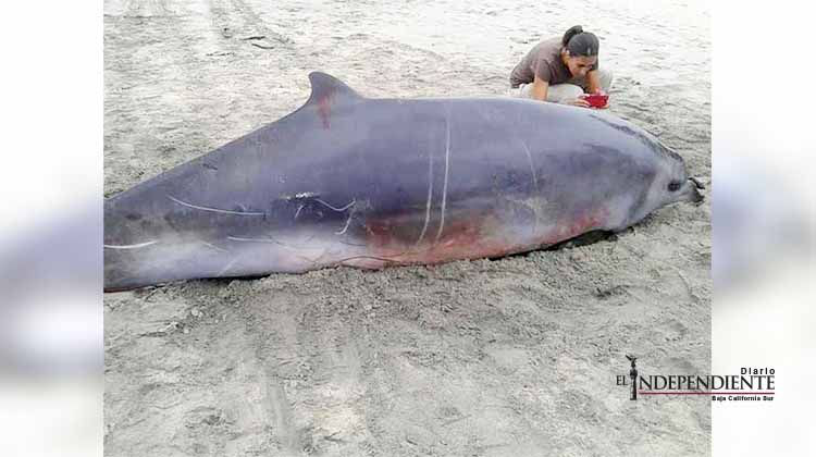 Encuentran especie marina muerta en playa oaxaqueña