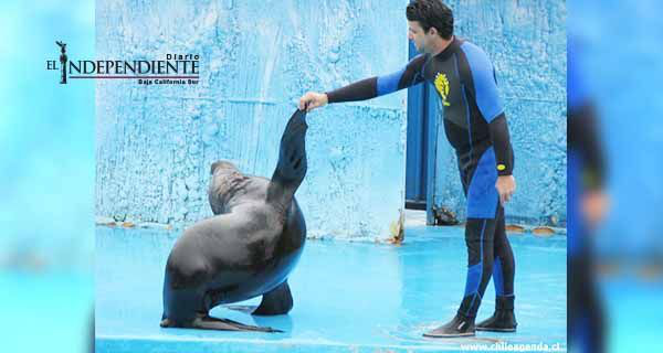 Mamíferos marinos no son herramienta para ganar dinero; PVEM pide prohibirlos en espectáculos