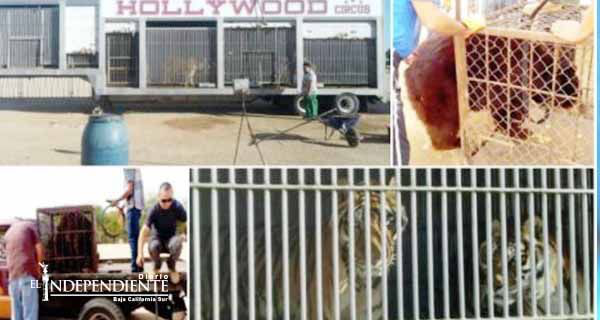 Profepa rescata cinco tigres y dos osos a 'Hollywood Circus'