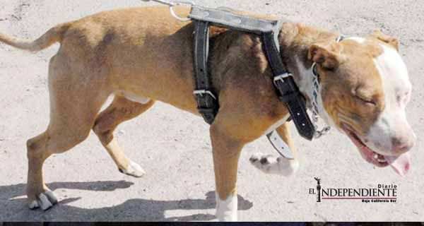 Sacrificarán a 'Sambueza', el pitbull que mató a niño en Monclova