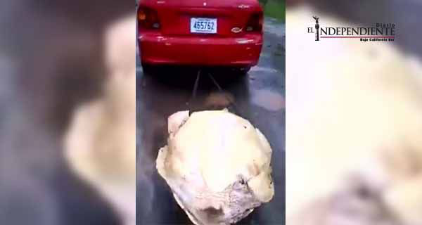 Jóvenes en Costa Rica arrastran con auto a tortuga hasta matarla