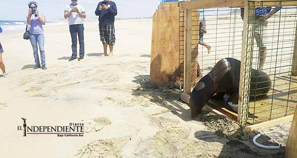 Libera PROFEPA ejemplar de lobo marino