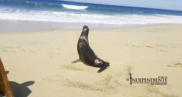 Aumentan casos de animales marinos varados en playas de Los Cabos