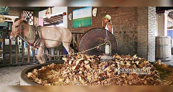 Elaborar mezcal es una tradición ancestral en Oaxaca