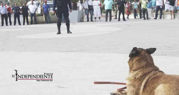 “Rocky” y “Sargento”; el trabajo detrás de los  sorprendentes perros policías