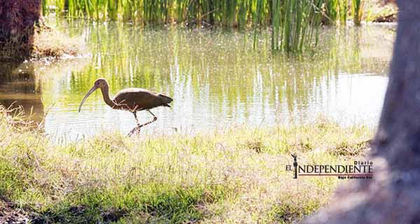 De no atenderse la situación del estero de SJC, podría perdese advierte biólogo