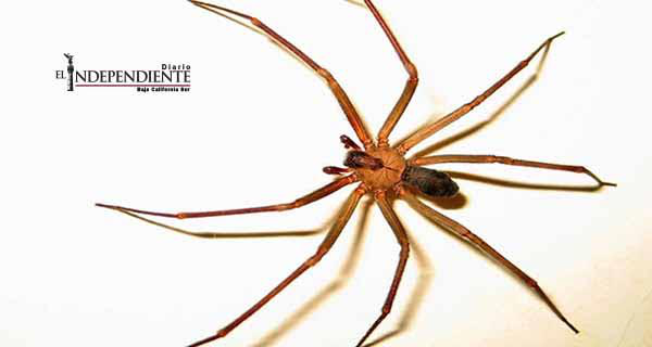 No existe alerta por presencia de araña violinista en Los Cabos: Lopez Piñuelas