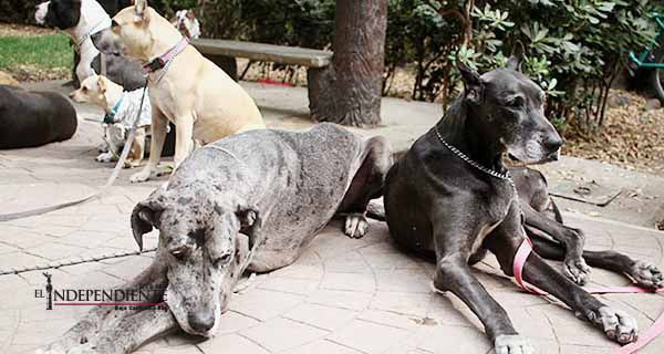 Crean aplicación para controlar población canina