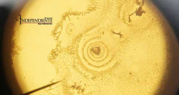 Hallan nanopartícula que oculta un alérgeno para tratar el asma