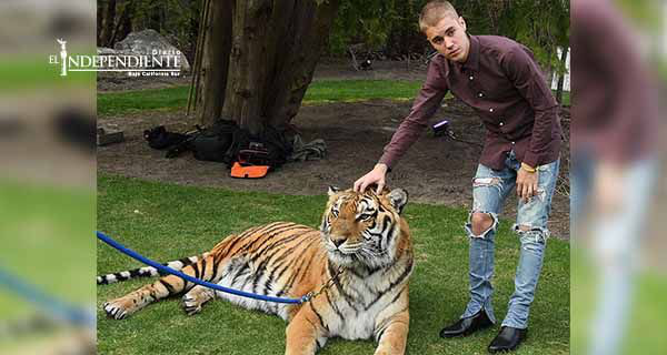 Justin Bieber posa con un tigre y desencadena la furia de PETA
