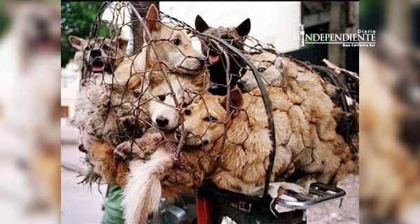 Exigen detener masacre de perros para festival en China