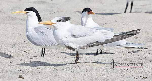Migración de gallito de marino ha comenzado