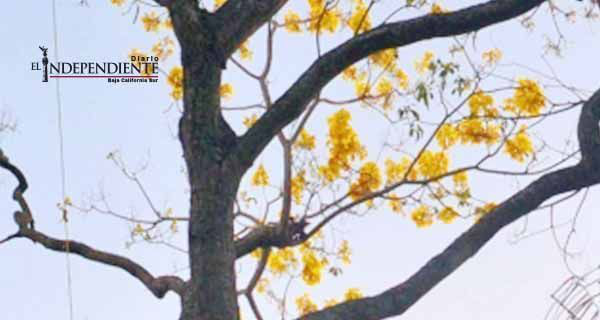 Adolescente se suicida en el patio de su casa; estaba embarazada