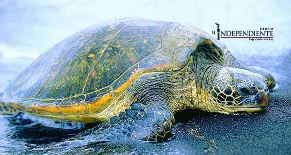 Suspende SAGARPA pesca en BCS por mortandad de tortugas marinas