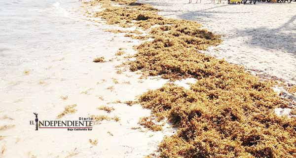 Algas marinas podrían alimentar ganado, asegura investigadora de la UABCS