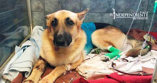 Perro defiende a niña de siete años de una serpiente de cascabel