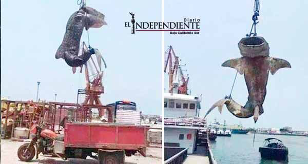 Matan y cuelgan a tiburón ballena en peligro de extinción