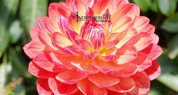 Dalia, la flor mexicana que cautiva al mundo entero