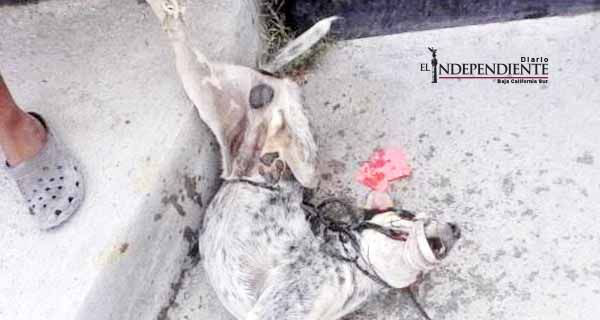 Exigen proceder contra sujeto que mató y exhibió a un perro