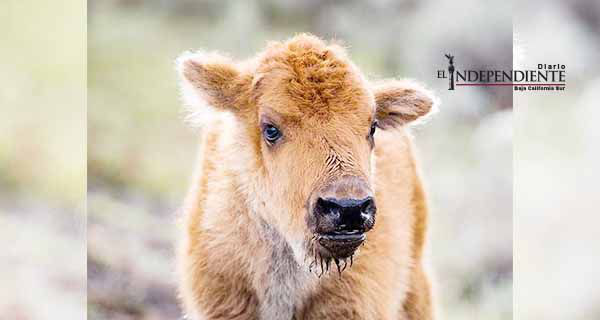 Por intromisión de turistas sacrifican a cría de bisonte en EU