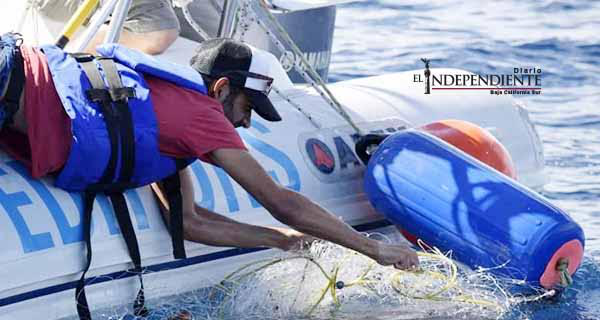 Temporada de ballenas concluyó solo con 1 rescate de ballena enmallada; el emallamiento de lobos marinos va en alza
