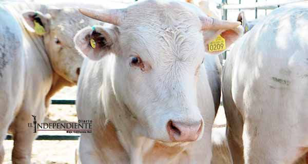 Chihuahua exporta 400 mil cabezas de ganado al año
