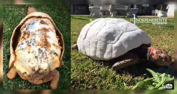 Tortuga recibe primer caparazón hecho con una impresora 3D