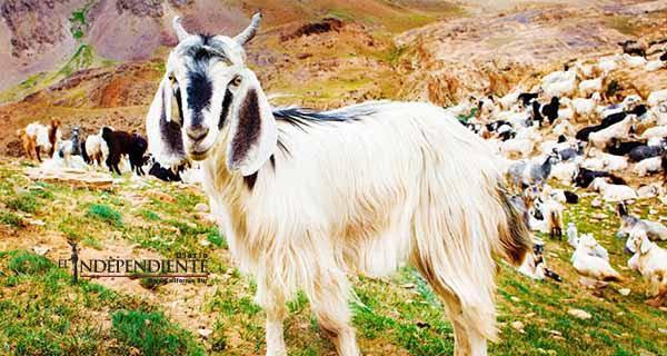 Costará 2.5 mdp erradicar chivas invasoras en isla Espíritu Santo