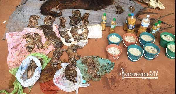 Hallan 40 cachorros de tigre muertos en templo budista de Tailandia