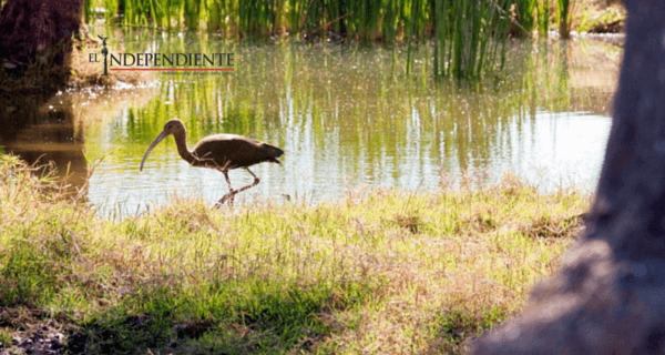 Avanzan los trabajos para el rescate del Estero Josefino