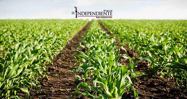 Ganaderos y agricultores se verán afectados en EL suministro por acueducto El Carrizal: SAGARPA