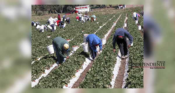 Explotan a trabajadores agrícolas en campos de cultivo de Todos Santos