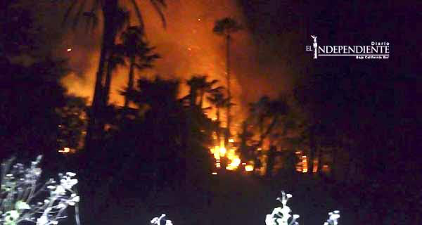 Se desata la alarma en la zona turística al incendiarse palmeras