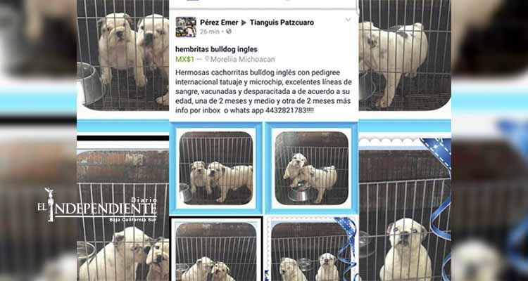 Roban perros y aparecen en venta en Facebook
