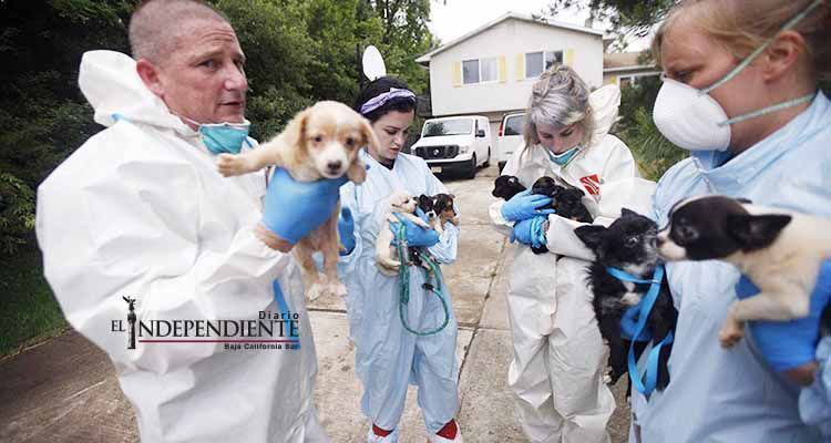 Crueldad animal: Pareja tenía a 276 perros en su casa de New Jersey