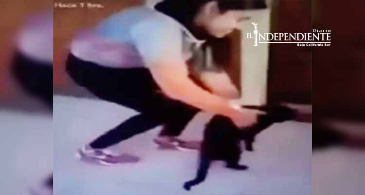 Joven lanza a gato desde cuarto piso para 'ver si cae parado'