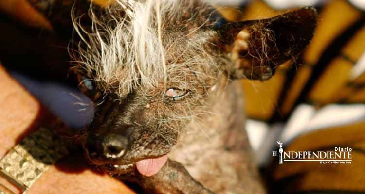 Ella es ‘SweePee Rambo’, la perra ‘más fea’ del mundo