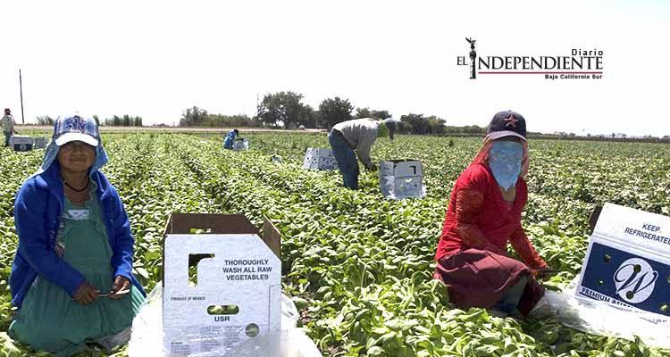 Basta de abusos contra jornaleros agrícolas