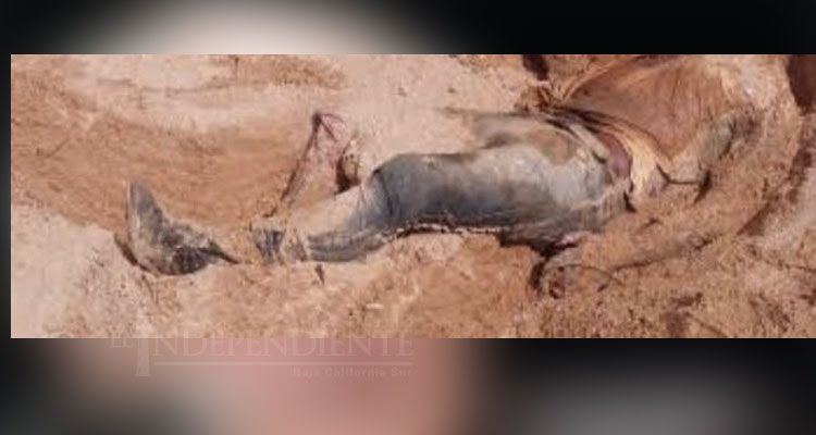 Encuentran cadáver de un hombre en una fosa clandestina